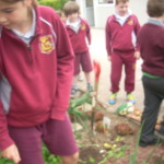Harvesting the Garden2013 011
