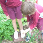 Harvesting the Garden2013 012