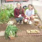 Harvesting the Garden2013 016