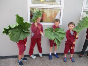 harvest 16 420 - Copy - Copy - Copy - Copy