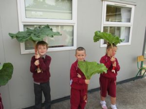 harvest 16 421 - Copy - Copy - Copy - Copy