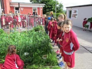 harvest 16 424 - Copy - Copy - Copy